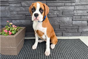 Talia - Boxer for sale