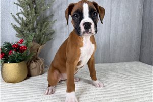 Sass - Boxer for sale