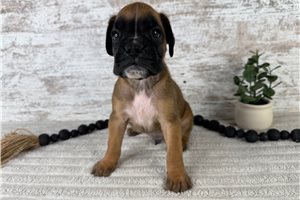 Washington - puppy for sale
