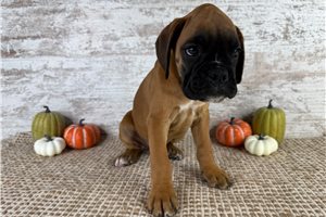 Woody - Boxer for sale