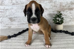 Willa - puppy for sale