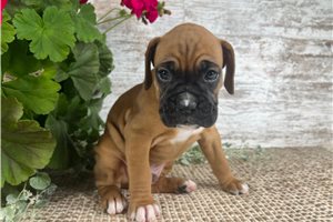 Toby - Boxer for sale