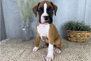 Vernon - Boxer for sale
