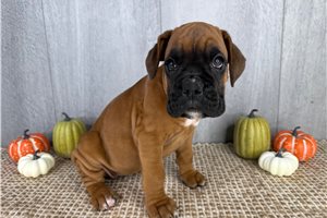 Zuri - Boxer for sale