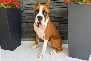Theo - Boxer for sale
