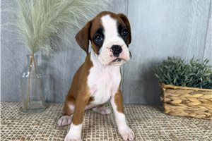 Victoria - Boxer for sale