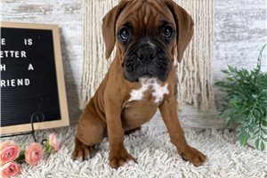 Luna - Boxer for sale