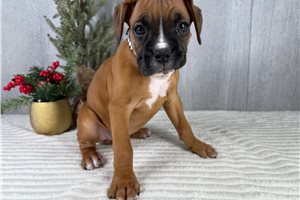 Shakur - puppy for sale