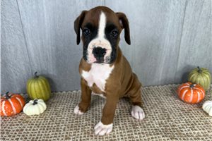 Zeus - puppy for sale