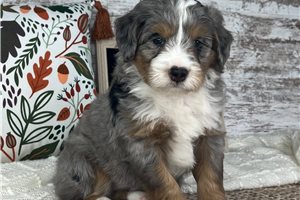 Fresno - puppy for sale