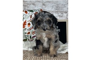 Geneva - puppy for sale