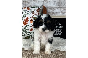 Havana - puppy for sale