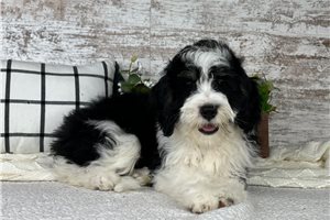 Genoa - puppy for sale