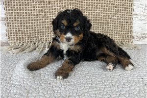 Suzi - puppy for sale