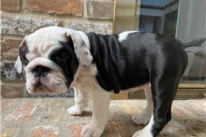 Lizzie - English Bulldog for sale