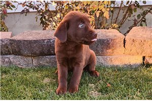 Pippa - Labrador Retriever for sale