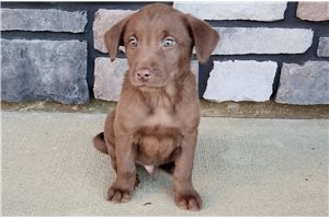 Perseus - Labrador Retriever for sale