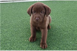 Patterson - Labrador Retriever for sale