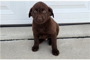 Pauly - Labrador Retriever for sale