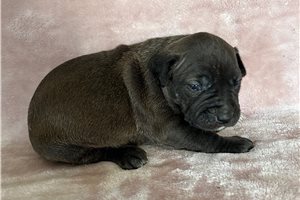 Nora - puppy for sale