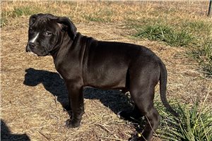 Nathan - American Bully for sale