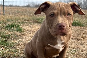 Newton - American Bully for sale
