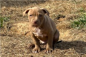 Newton - American Bully for sale