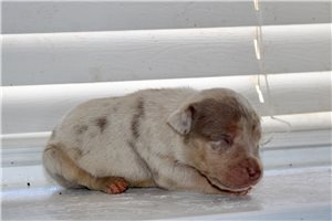 Hunter - American Bully for sale