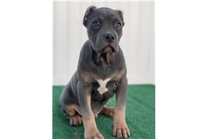 Elwin - American Bully for sale