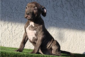 Bullies for sale inland sales empire