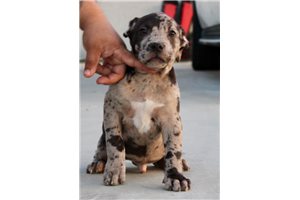 Henry - American Bully for sale
