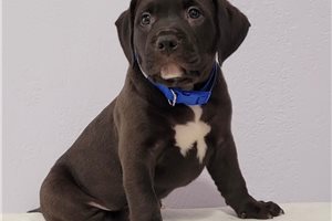 Panther - puppy for sale