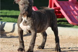 Selina - American Bully for sale