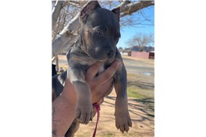 Rosalina - American Bully for sale