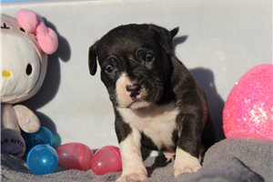 Sergio - American Bully for sale