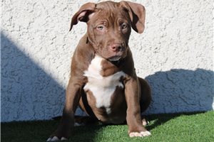 Thea - American Bully for sale