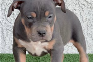 Jack - American Bully for sale