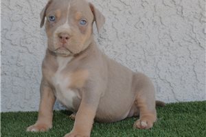 Harrison - American Bully for sale