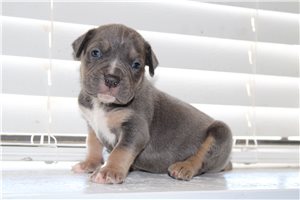 Hadley - puppy for sale