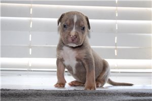Harrison - American Bully for sale