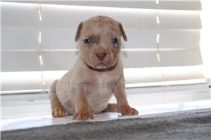 Echo - American Bully for sale
