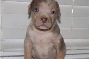 Hunter - American Bully for sale