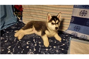 Emma - Siberian Husky for sale