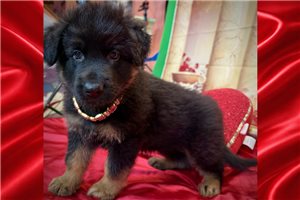 Pinkalicious - puppy for sale