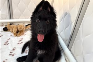 Chanel - German Shepherd for sale
