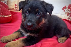 Ella - German Shepherd for sale