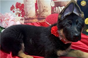 Theox - German Shepherd for sale