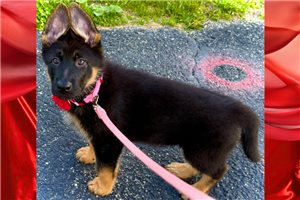 Theox - German Shepherd for sale