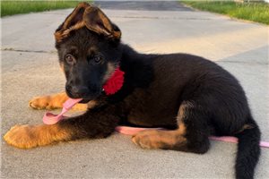 Rozex - German Shepherd for sale