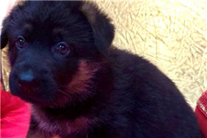 Ludwig - German Shepherd for sale